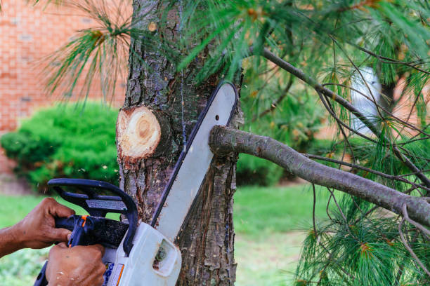 Professional Tree Removal and Landscaping Services in Connerton, FL